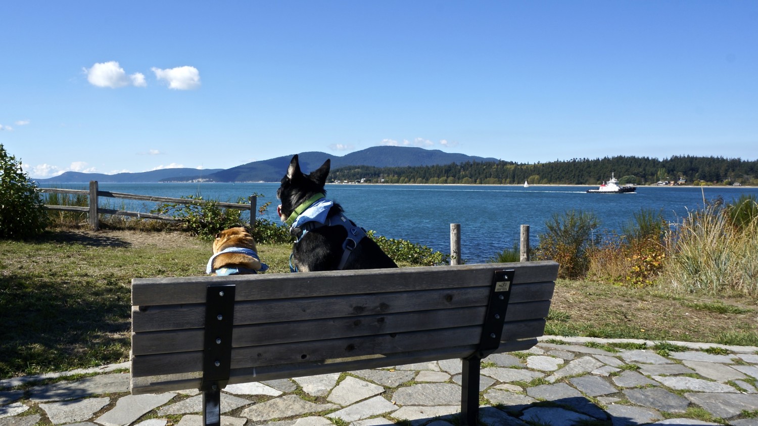 Exploring Whidbey Island with Dogs | GoPetFriendly.com