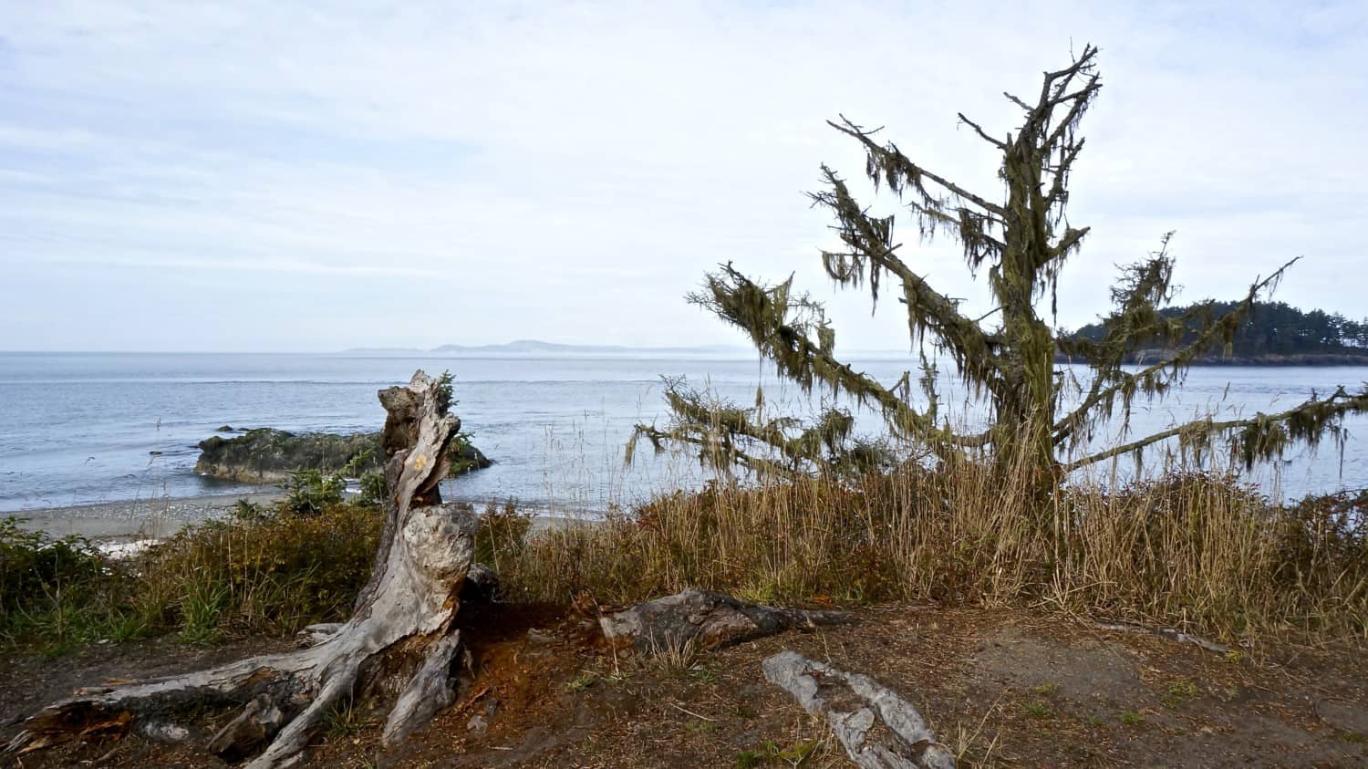 Exploring Whidbey Island with Dogs | GoPetFriendly.com