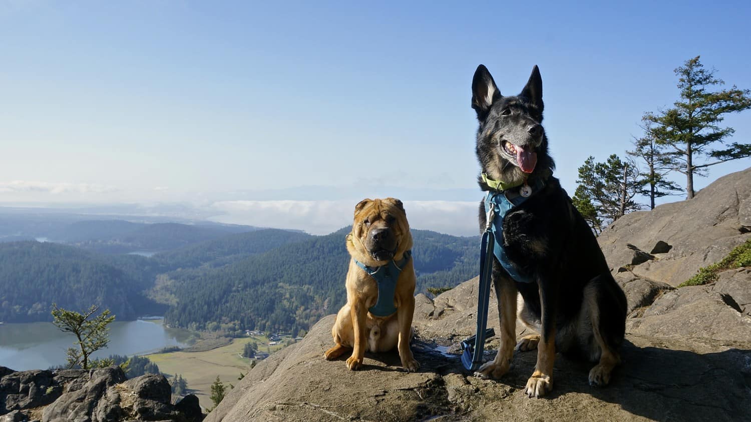 is rock island state park dog friendly