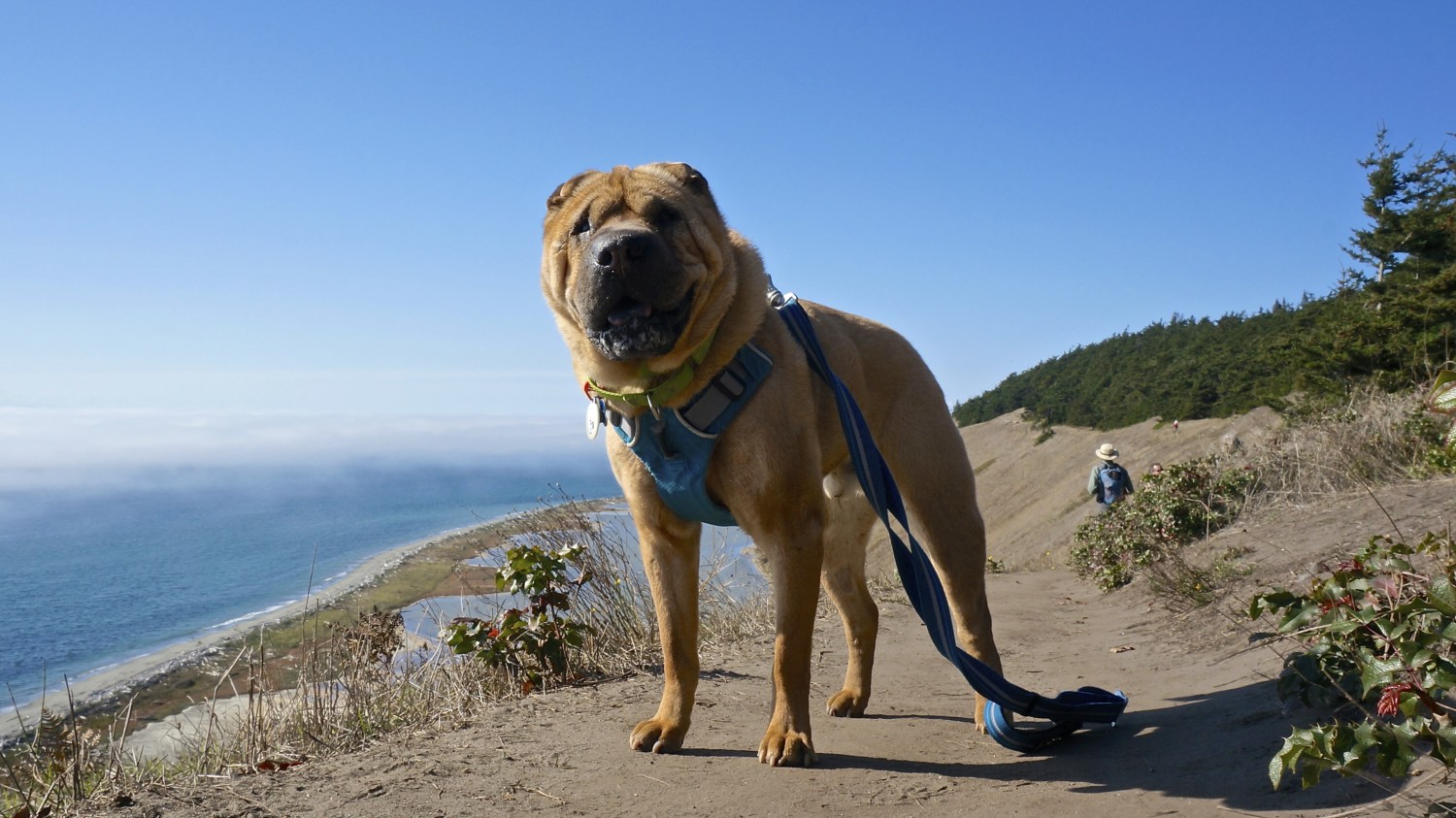 Exploring Fidalgo and Whidbey Island with Dogs | GoPetFriendly.com