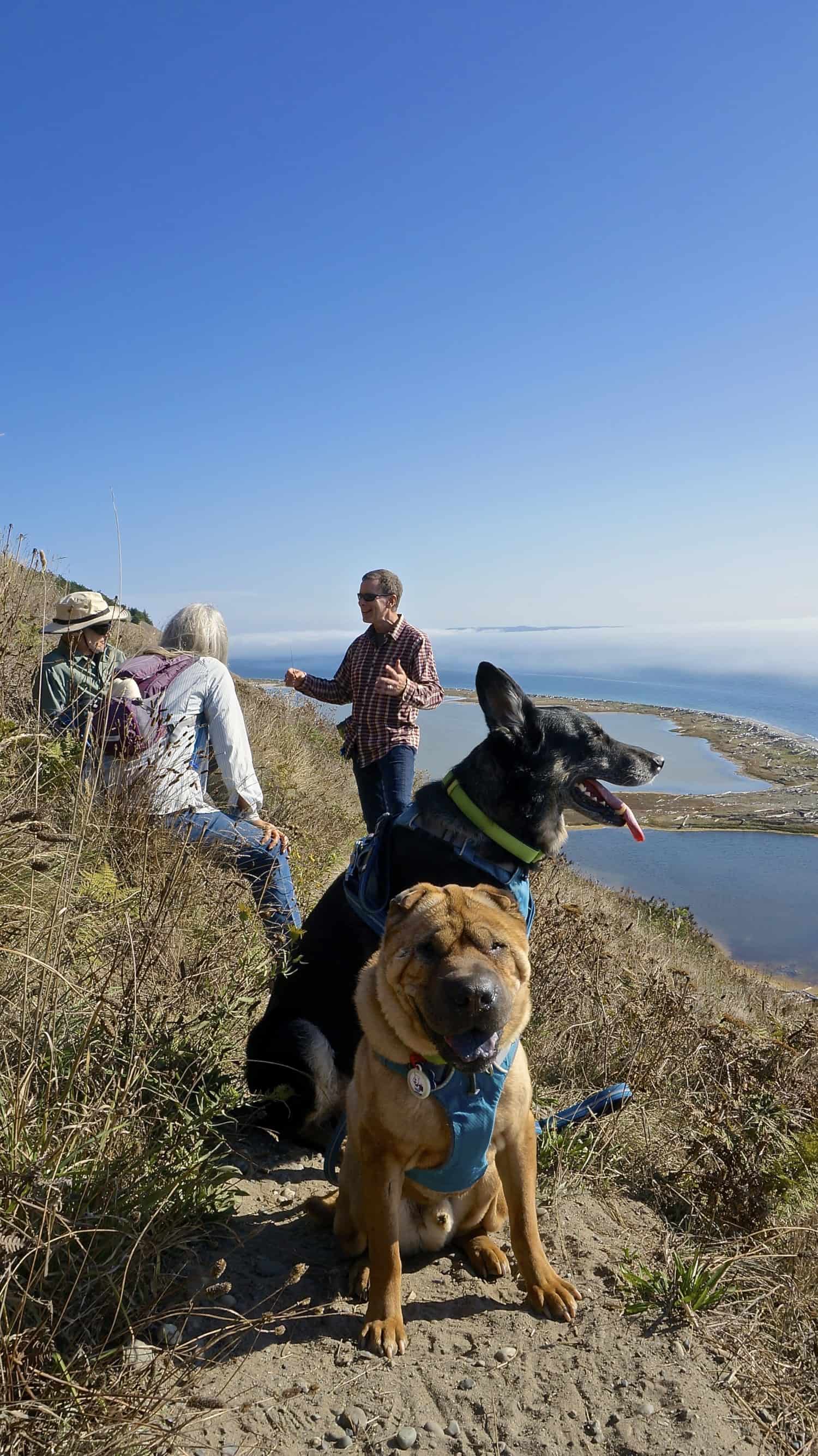 Exploring Fidalgo and Whidbey Island with Dogs | GoPetFriendly.com