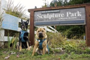 San Juan Islands: A Pet Friendly Adventure | GoPetFriendly.com