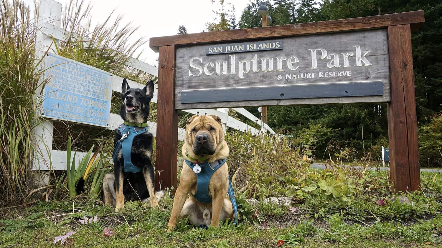 San Juan Islands: A Pet Friendly Adventure | GoPetFriendly.com