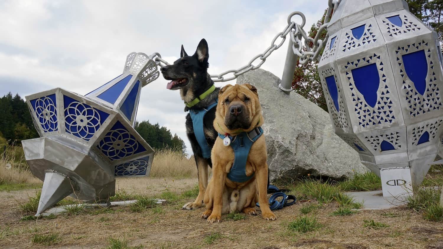 San Juan Islands: A Pet Friendly Adventure | GoPetFriendly.com