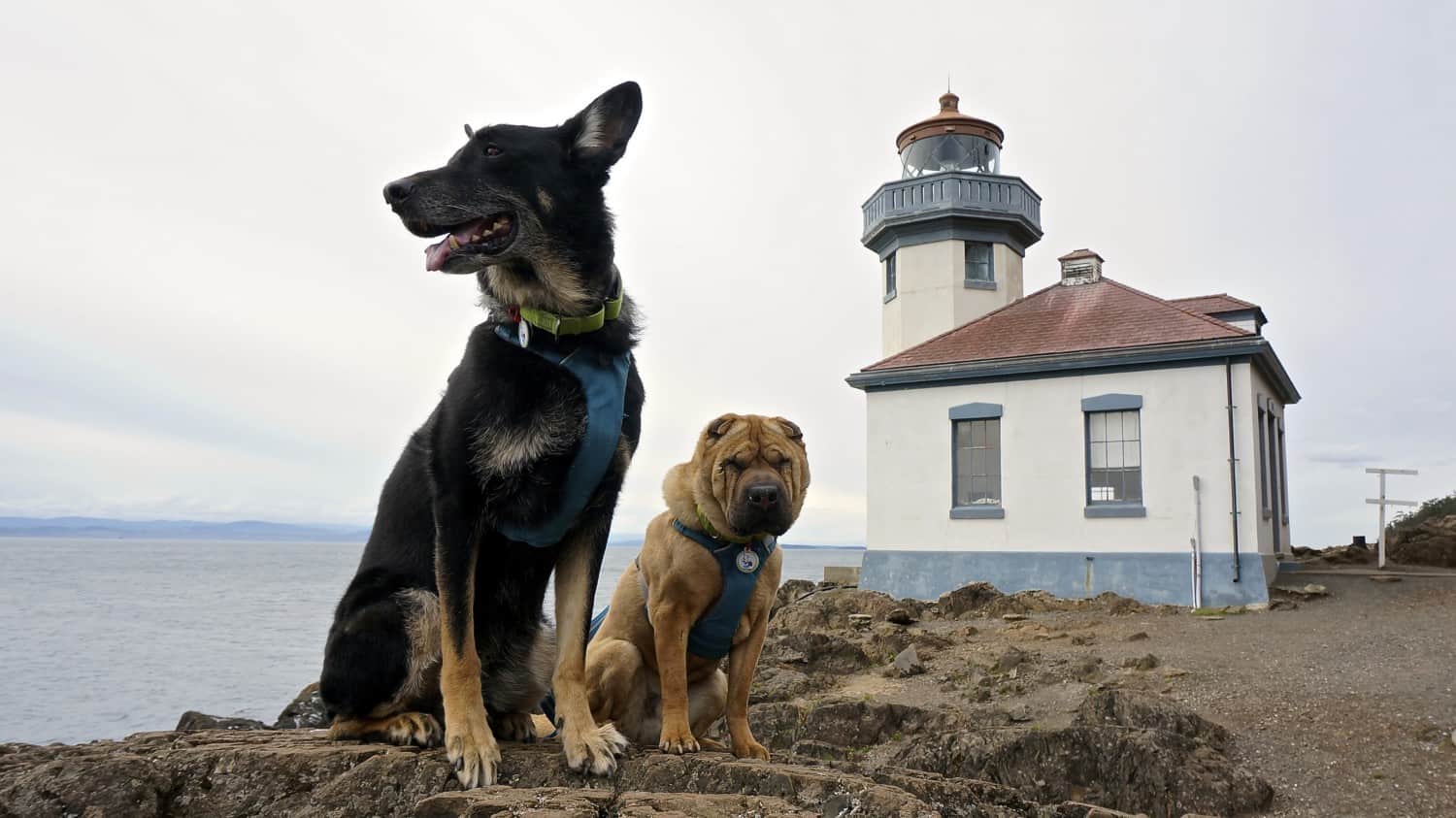 Visiting San Juan Island: A Pet Friendly Adventure