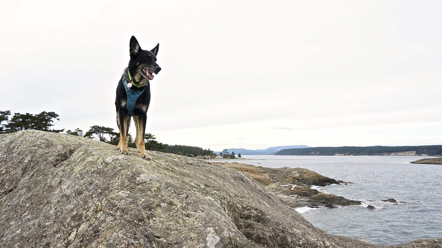 San Juan Islands: A Pet Friendly Adventure | GoPetFriendly.com