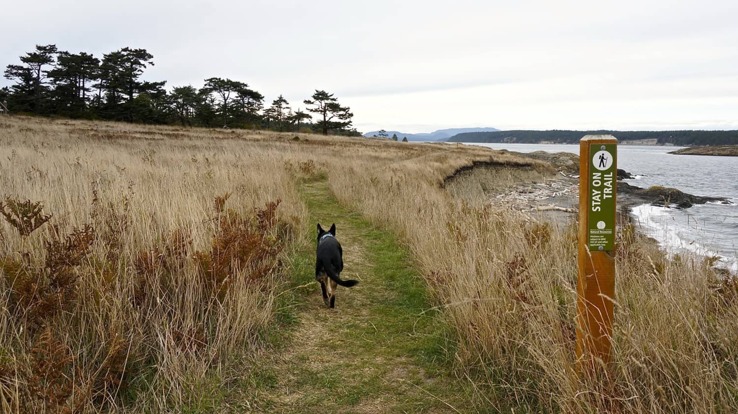 San Juan Islands: A Pet Friendly Adventure | GoPetFriendly.com