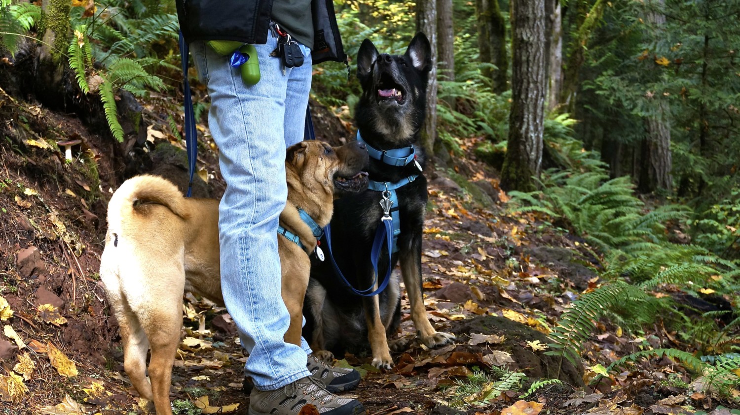 Battle Ground Lake State Park: A Day Trip for Portland | GoPetFriendly.com