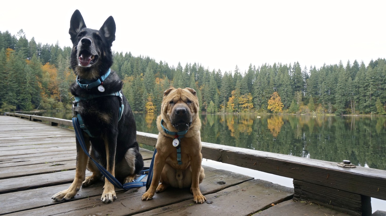 Battle Ground Lake State Park: A Day Trip for Portland | GoPetFriendly.com