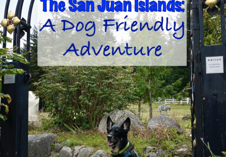 Shar-pei and German Shepherd Dog sitting under a wrought iron arch on San Juan Island, WA