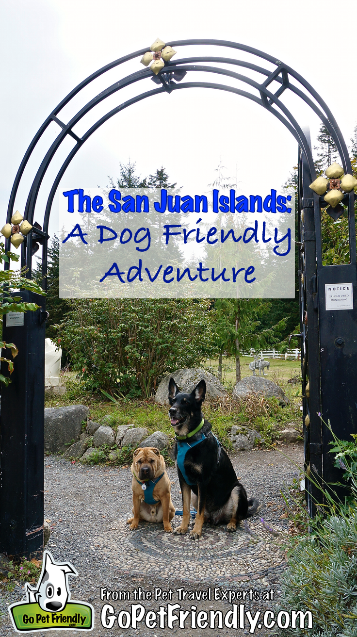 Shar-pei and German Shepherd Dog sitting under a wrought iron arch on San Juan Island, WA