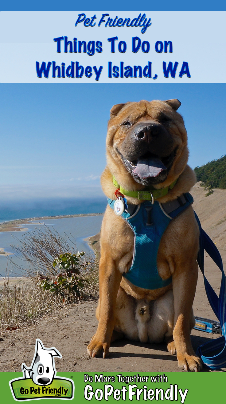 Shar-pei dog on a pet friendly trail on Whidbey Island, WA