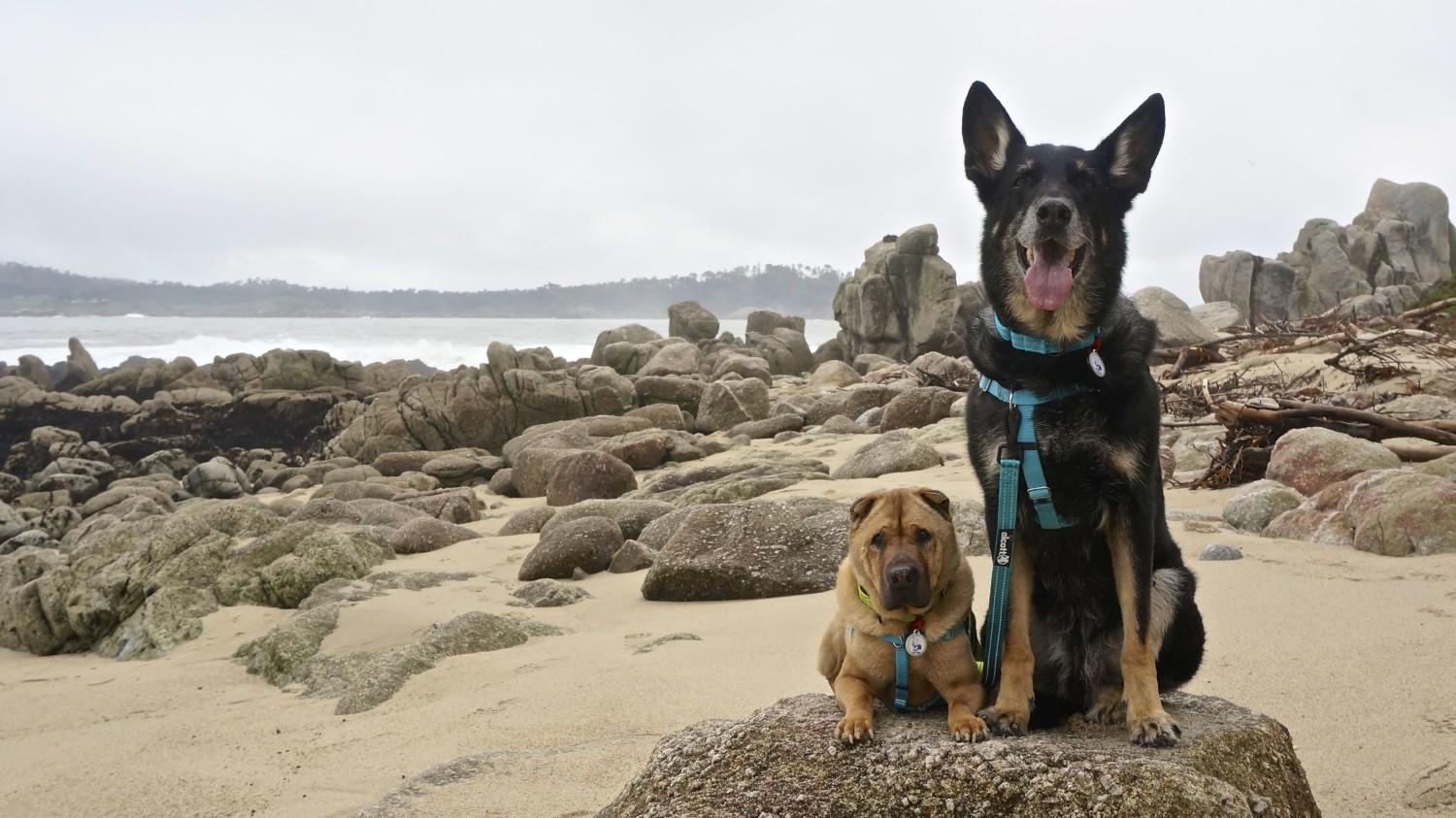 California's Top Pet Friendly Attraction: Carmel Beach | GoPetFriendly.com