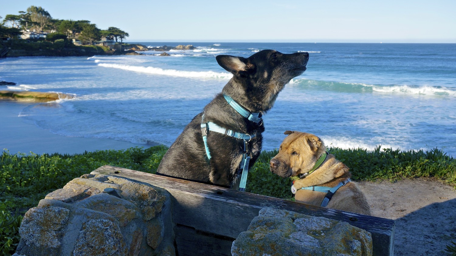 California's Top Pet Friendly Attraction: Carmel Beach | GoPetFriendly.com