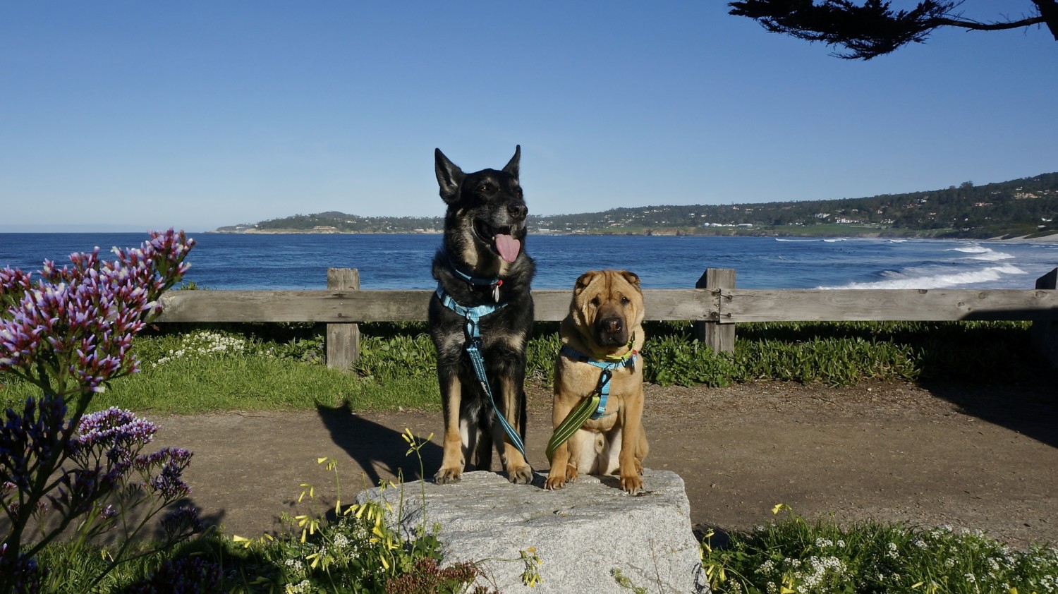 California's Top Pet Friendly Attraction: Carmel Beach | GoPetFriendly.com