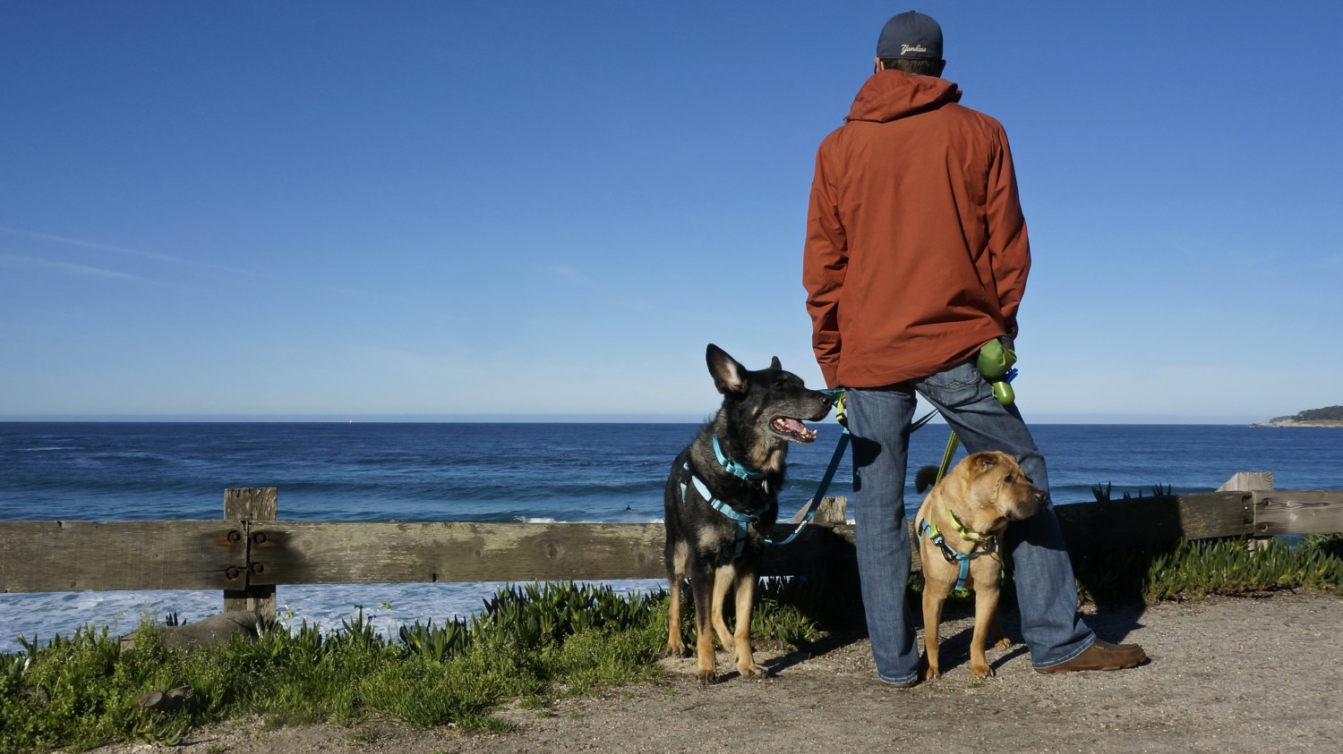 California's Top Pet Friendly Attraction: Carmel Beach | GoPetFriendly.com