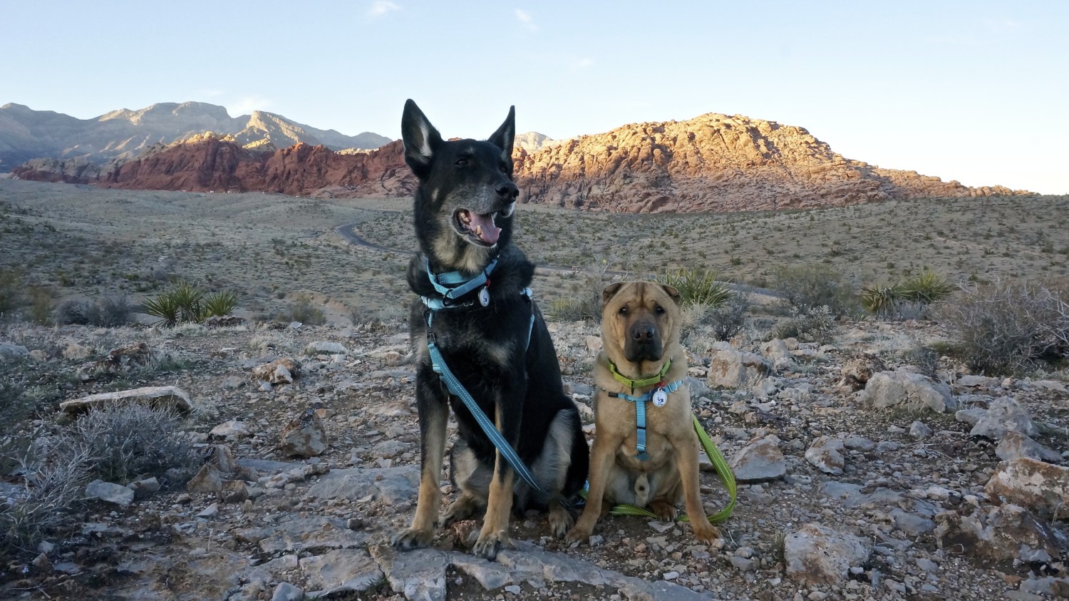 Nevada's Top Pet Friendly Attraction: Red Rock Canyon | GoPetFriendly.com