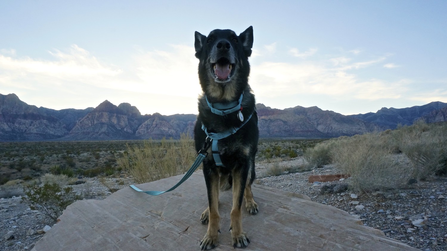 Nevada's Top Pet Friendly Attraction: Red Rock Canyon | GoPetFriendly.com