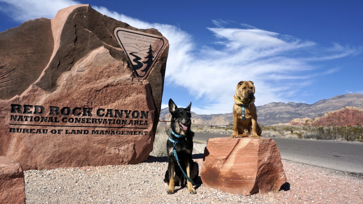 German Shepherd and Shar-pei dogs on a pet friendly trail in Red Rock Canyon near pet friendly Las Vegas, NV