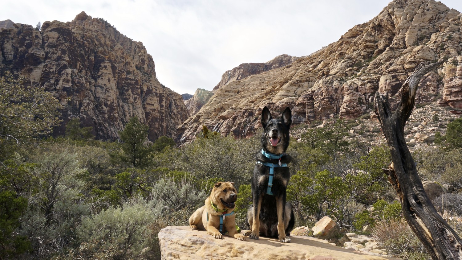 Nevada's Top Pet Friendly Attraction: Red Rock Canyon | GoPetFriendly.com