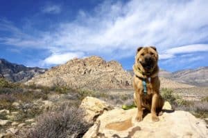 Nevada's Top Pet Friendly Attraction: Red Rock Canyon | GoPetFriendly.com