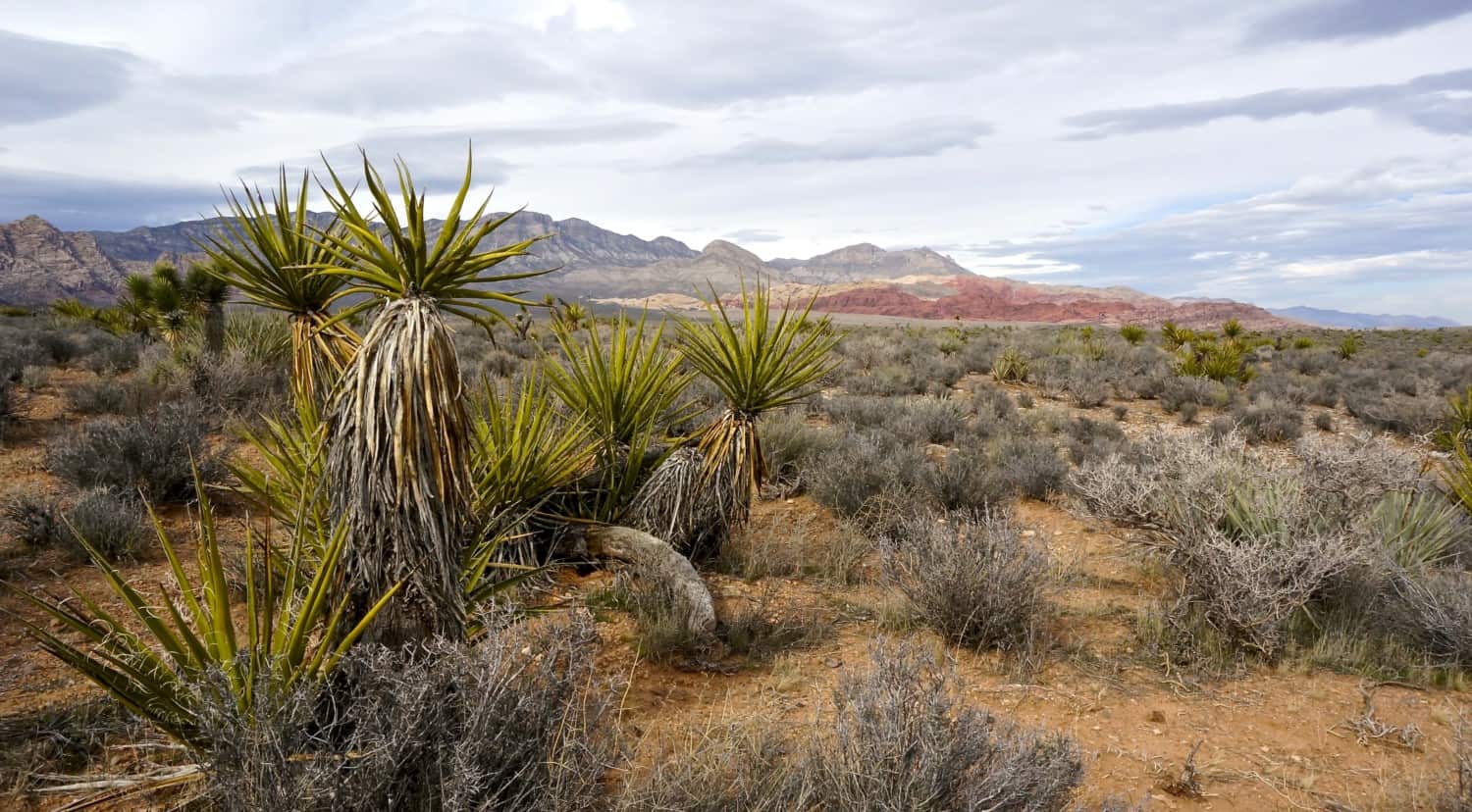 Nevada's Top Pet Friendly Attraction: Red Rock Canyon | GoPetFriendly.com