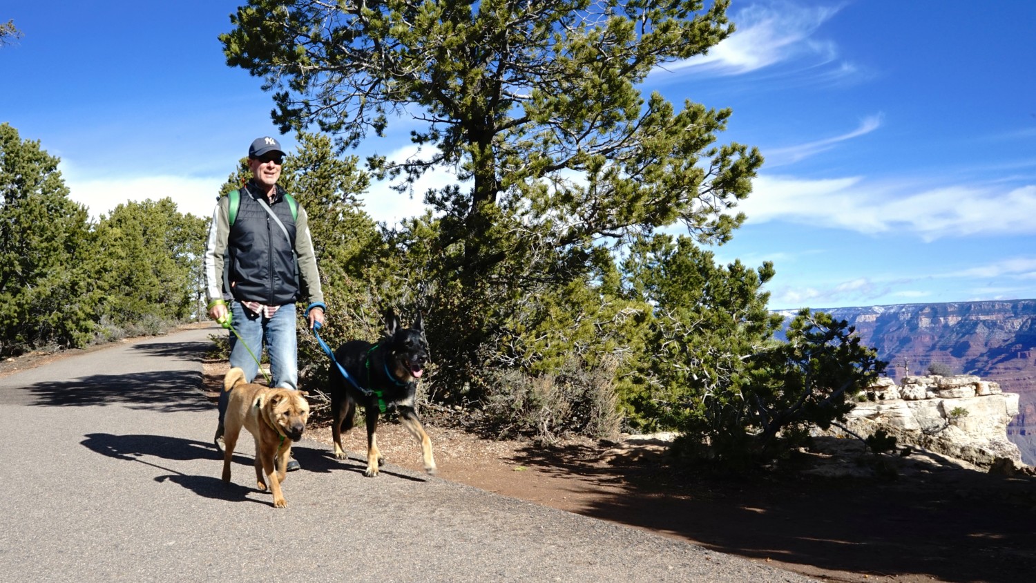 Man walking a German Shepherd Dog and Shar-pei on the pet friendly trail at Grand Canyon National Park, Arizona