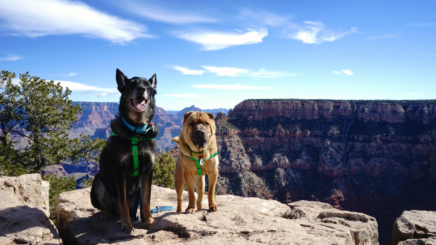 Dogs posing for picture on the South Rim Trail at Grand Canyon National Park, Arizona