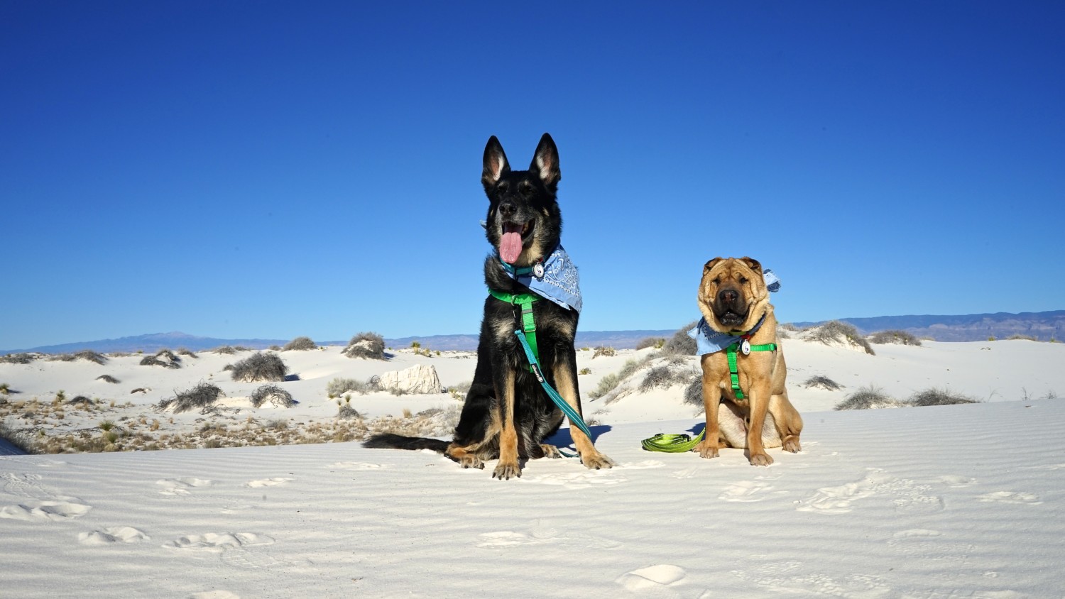 Shar-pei and German Shepherd dogs at White Sands National Park in New Mexico