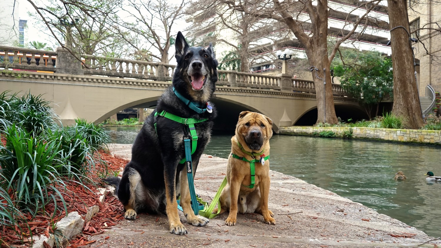 Texas' Top Pet Friendly Attraction: The San Antonio River Walk | GoPetFriendly.com