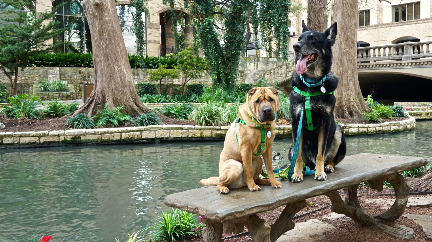 Texas' Top Pet Friendly Attraction: The San Antonio River Walk | GoPetFriendly.com