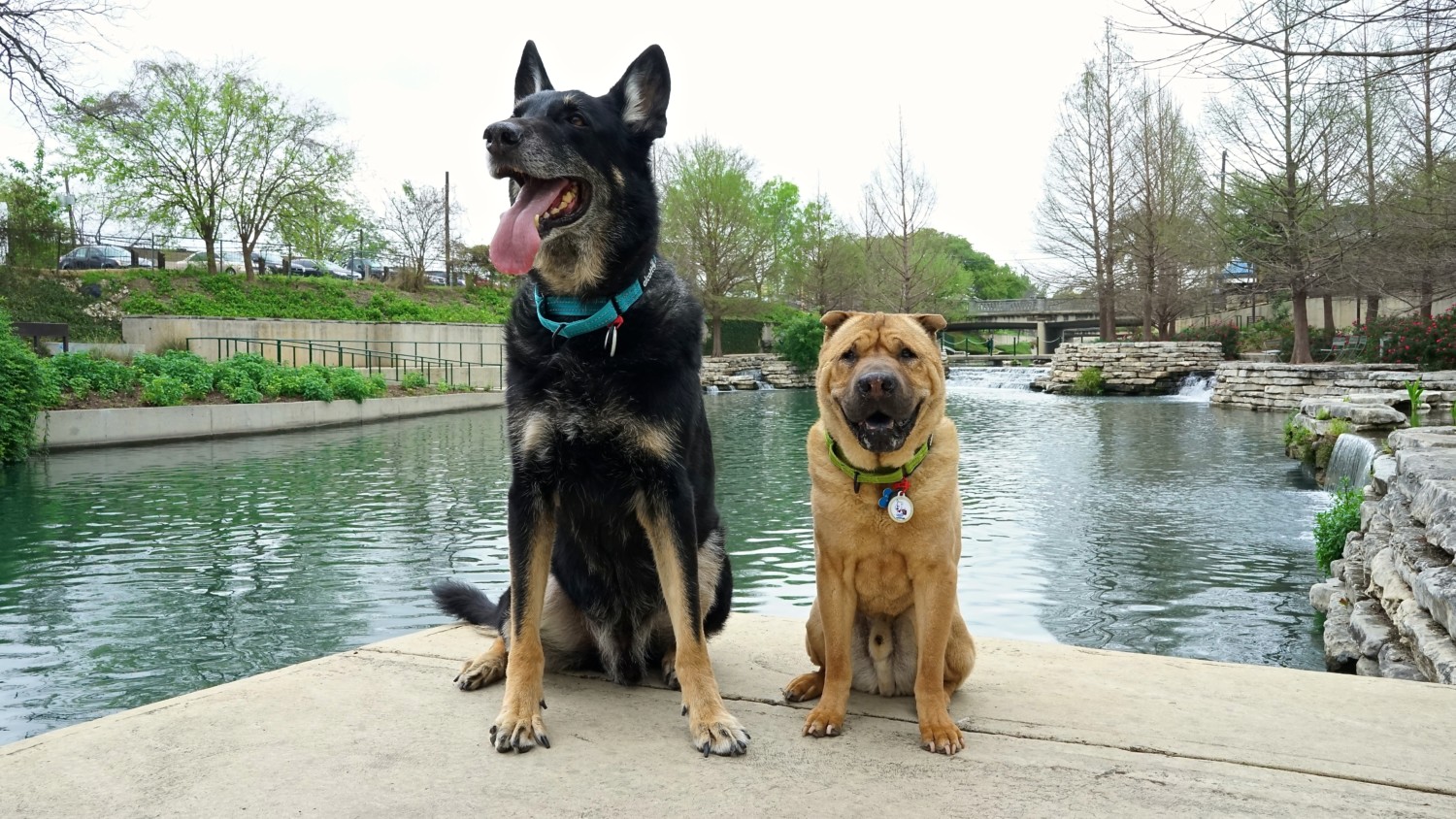 Texas' Top Pet Friendly Attraction: The San Antonio River Walk | GoPetFriendly.com