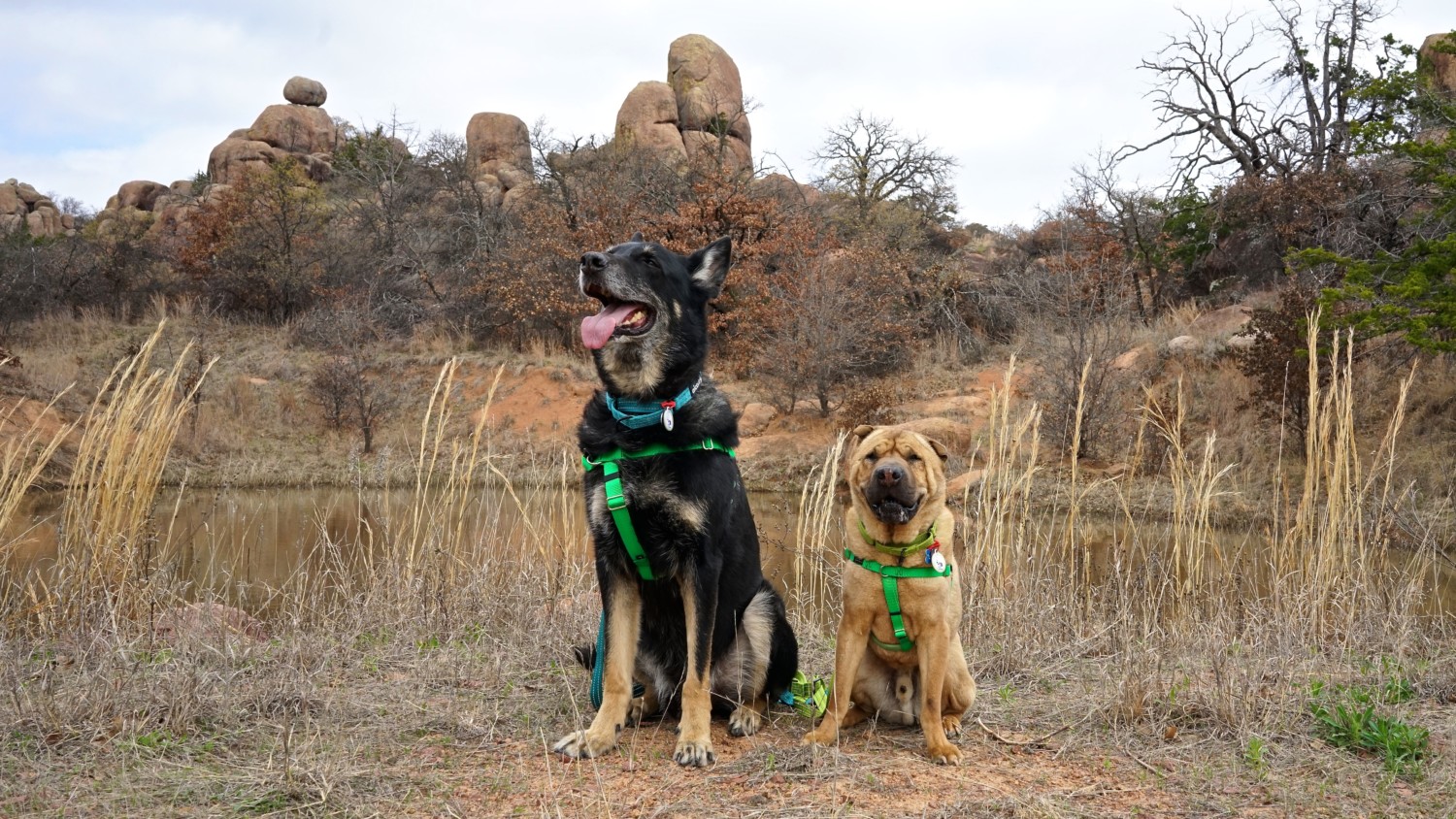 Oklahoma's Top Pet Friendly Attraction: Wichita Mountains Wildlife Refuge | GoPetFriendly.com