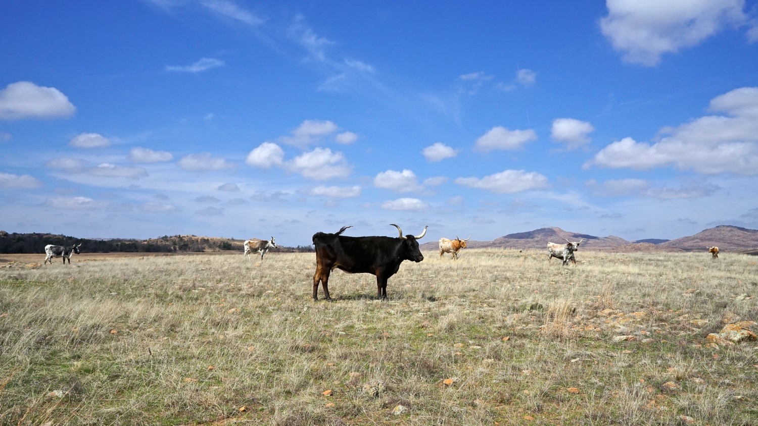 Oklahoma's Top Pet Friendly Attraction: Wichita Mountains Wildlife Refuge | GoPetFriendly.com