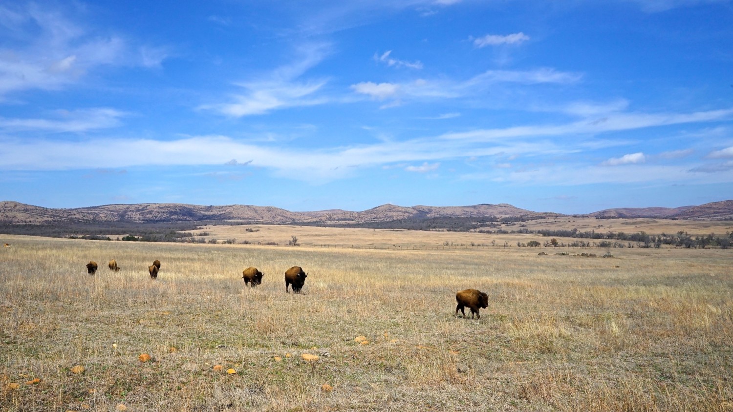 Oklahoma's Top Pet Friendly Attraction: Wichita Mountains Wildlife Refuge | GoPetFriendly.com