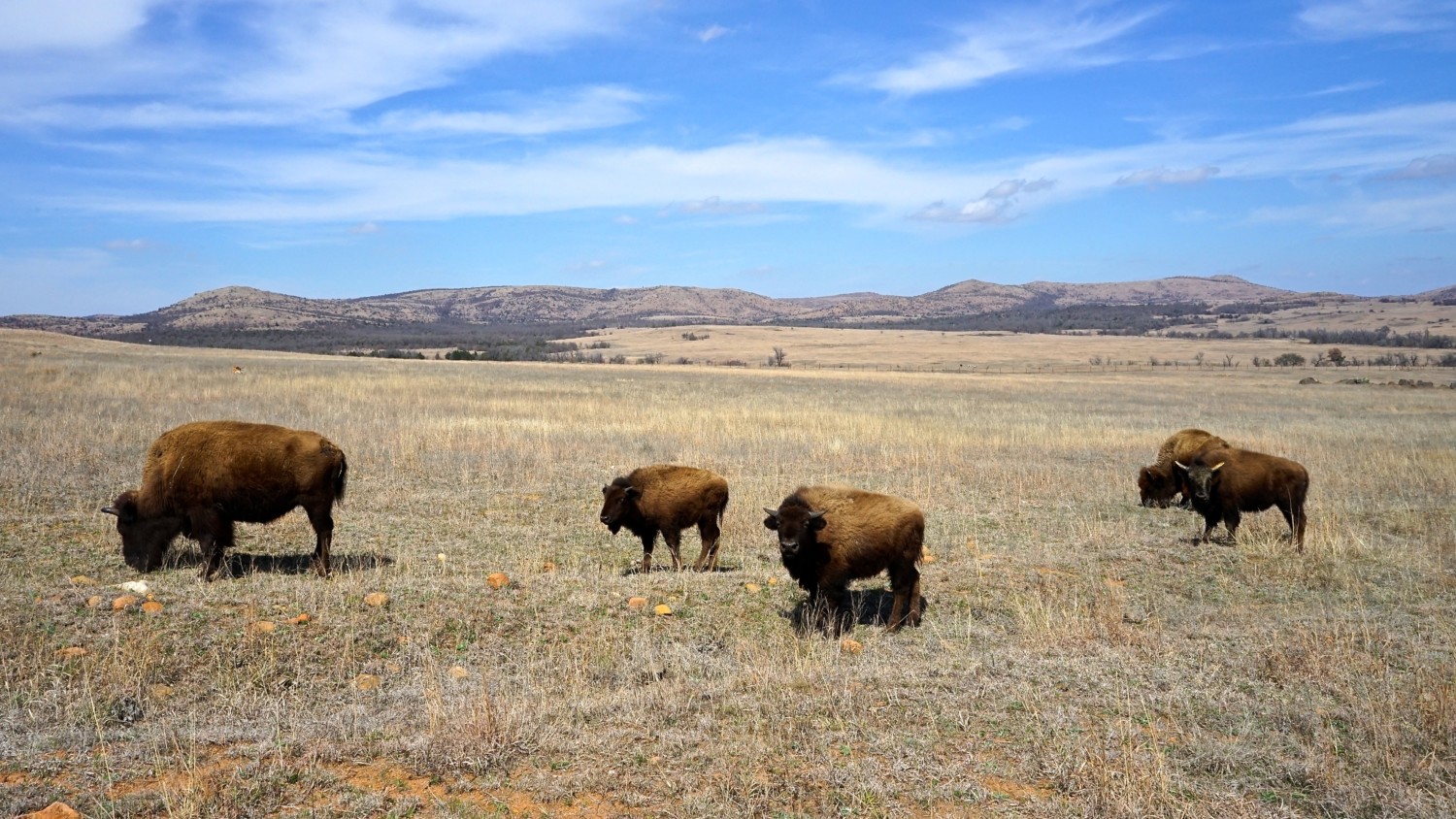 Oklahoma's Top Pet Friendly Attraction: Wichita Mountains Wildlife Refuge | GoPetFriendly.com