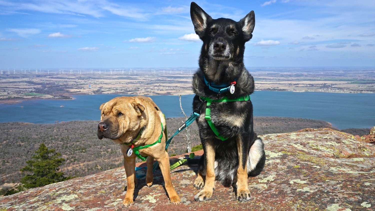 Oklahoma's Top Pet Friendly Attraction: Wichita Mountains Wildlife Refuge | GoPetFriendly.com