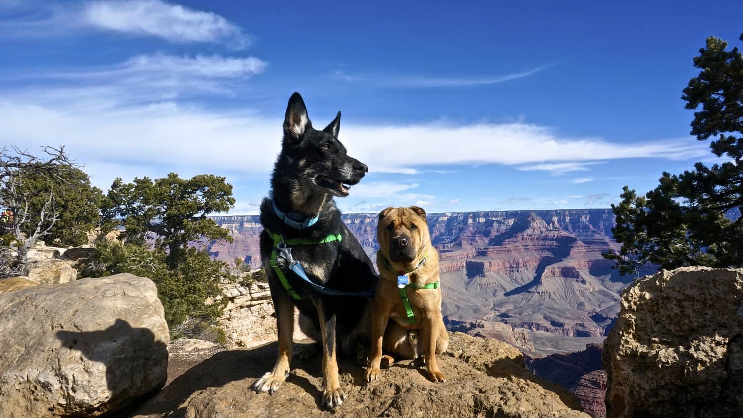 German Shepherd Dog and Shar-pei on the pet friendly trail at Grand Canyon National Park, Arizona