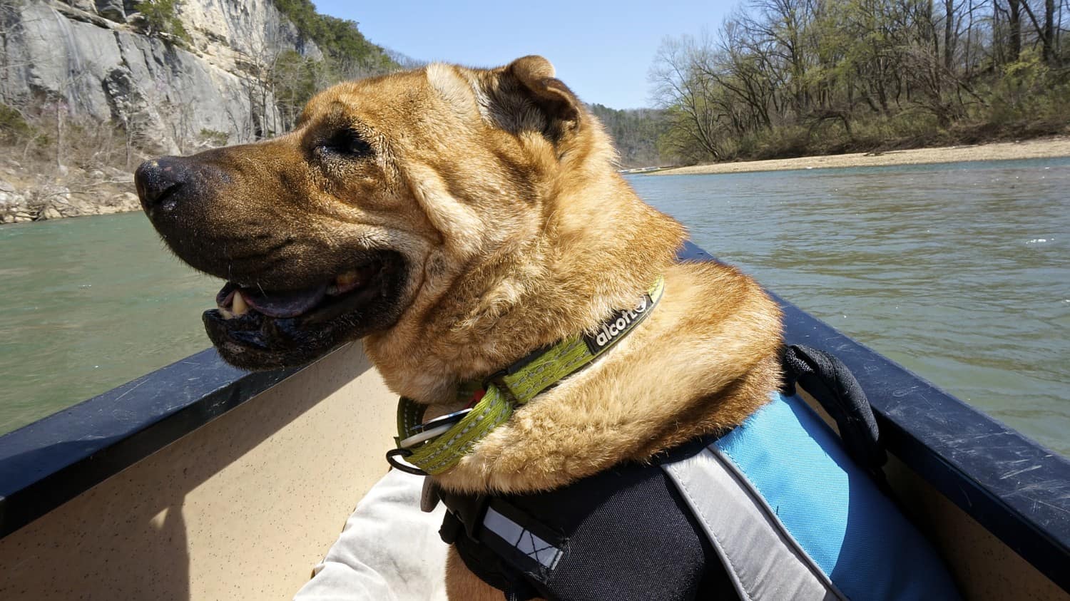 Arkansas' Top Pet Friendly Attractions: Buffalo National River | GoPetFriendly.com