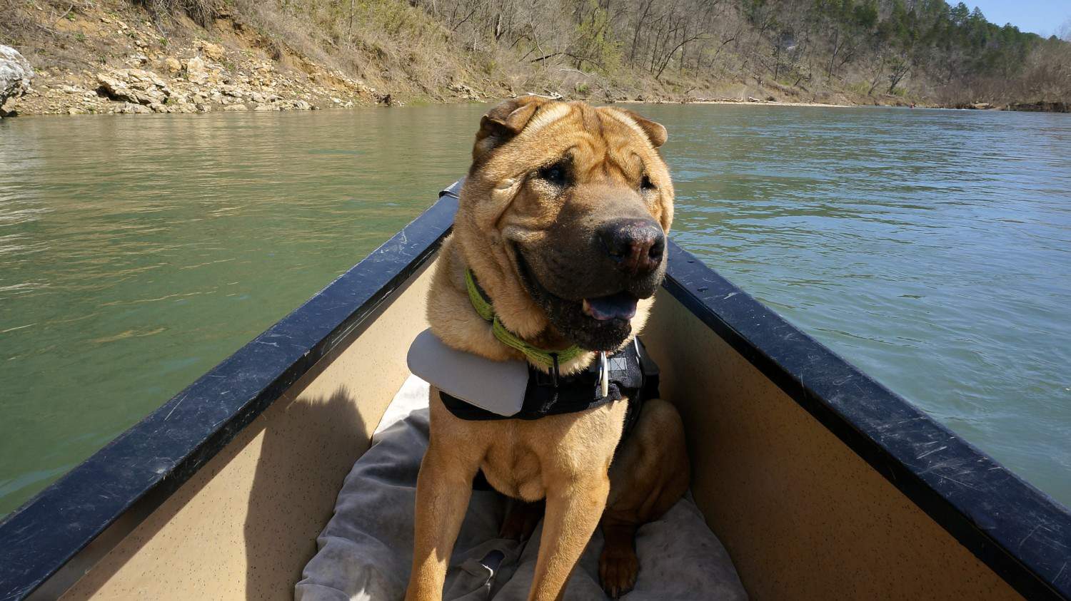 Arkansas' Top Pet Friendly Attractions: Buffalo National River | GoPetFriendly.com