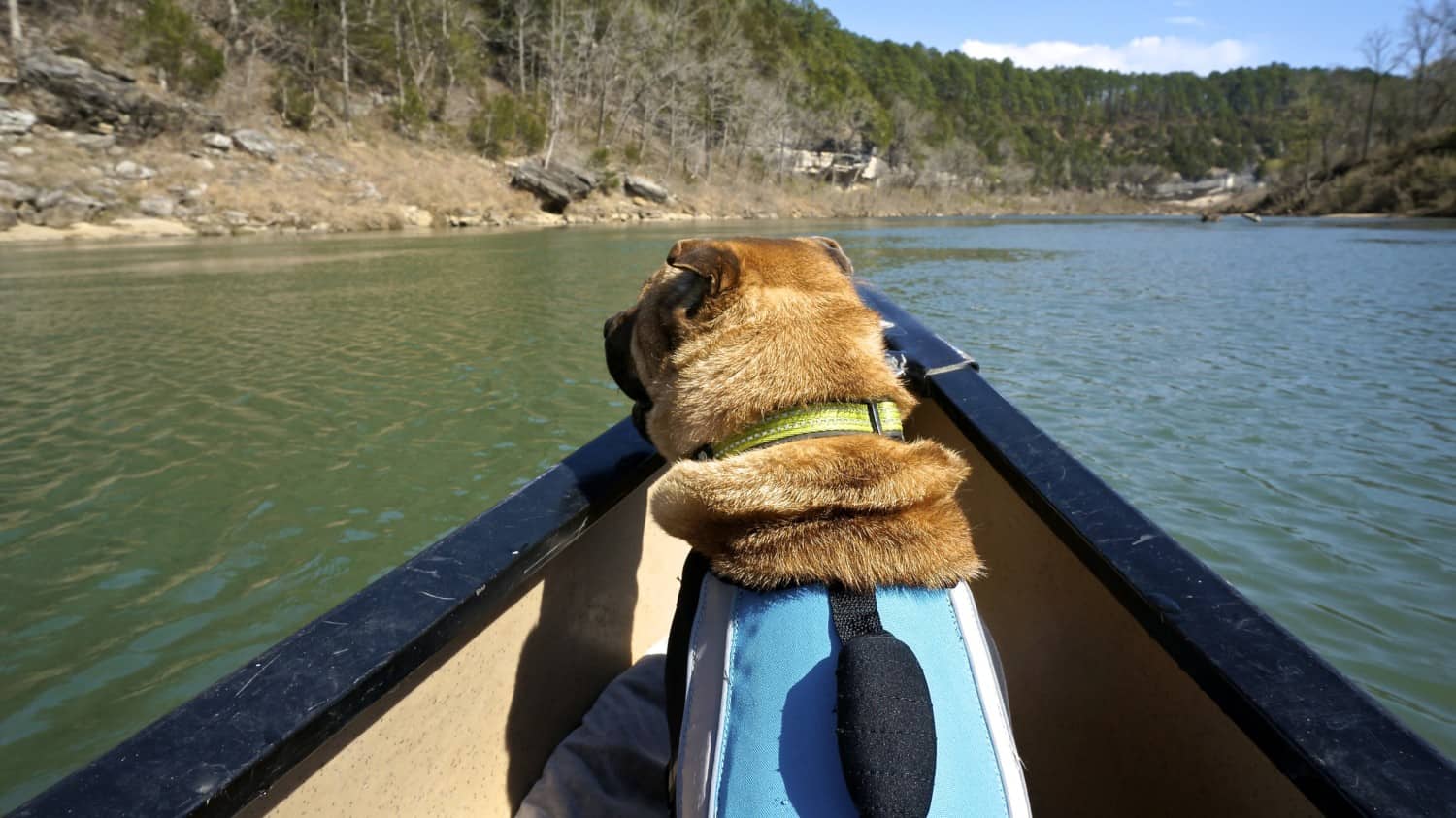 Arkansas' Top Pet Friendly Attractions: Buffalo National River | GoPetFriendly.com