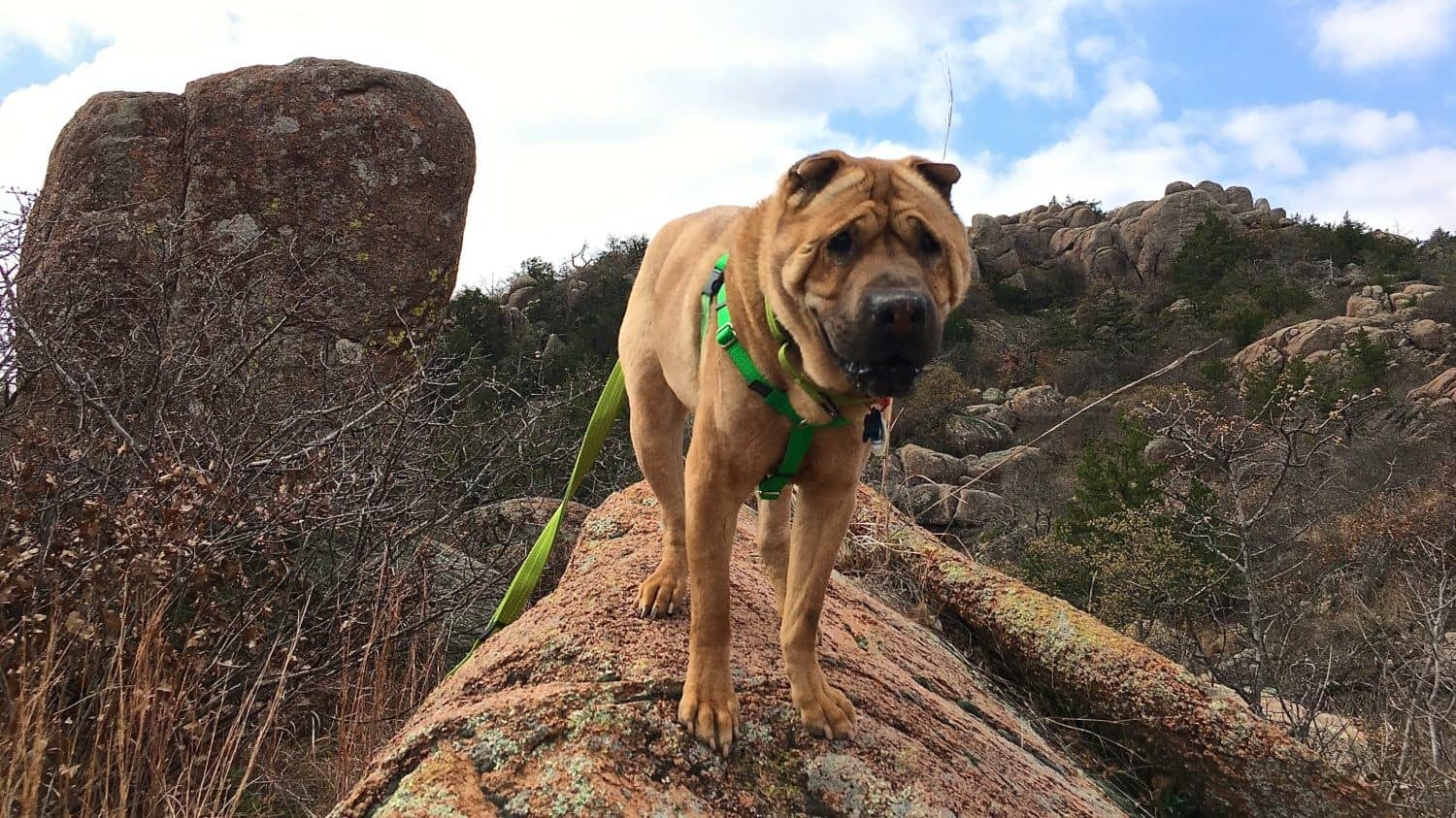 Oklahoma's Top Pet Friendly Attraction: Wichita Mountains Wildlife Refuge | GoPetFriendly.com