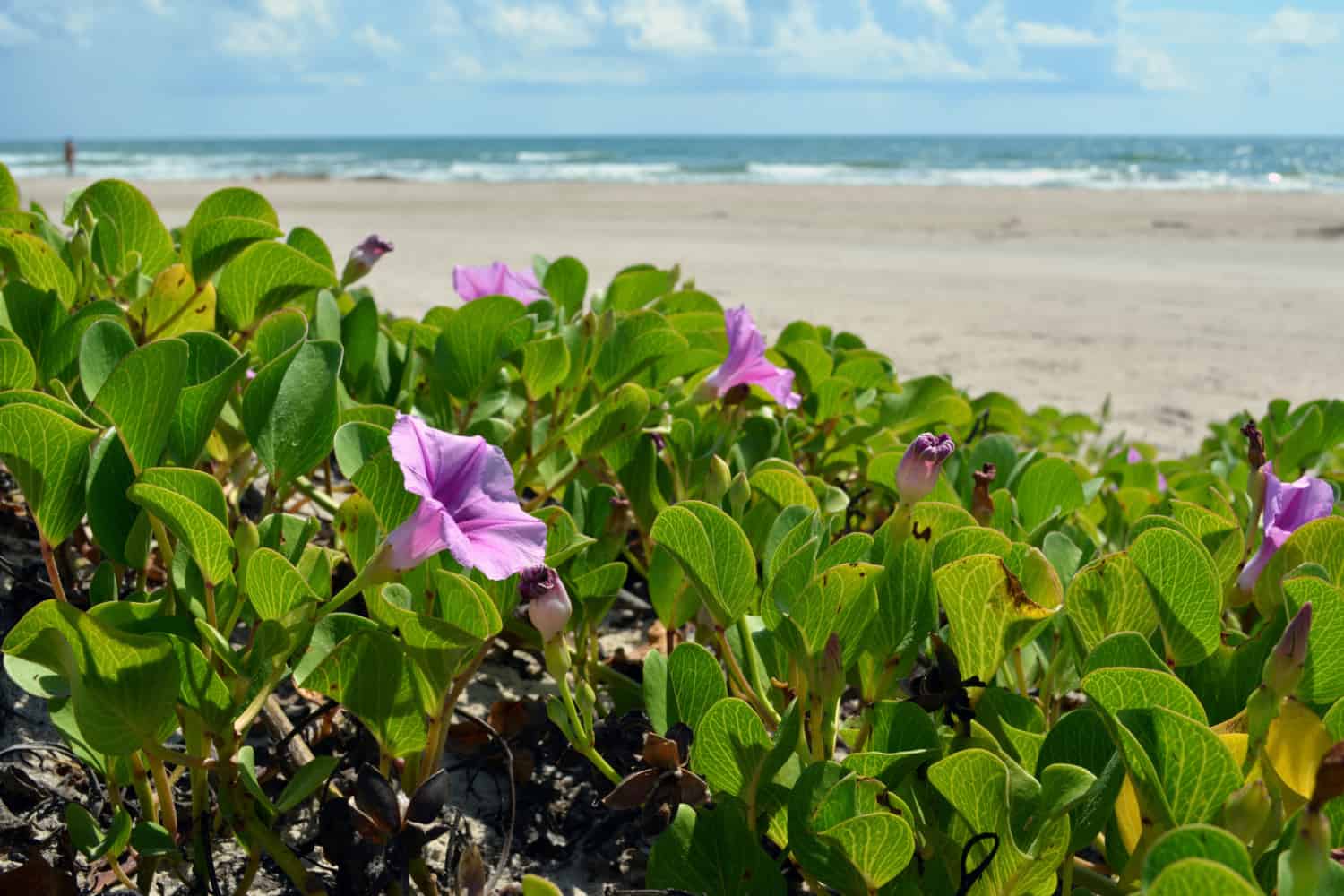 Purple flowers on the beach at dog-friendly Padre Island National Seashore in Texas