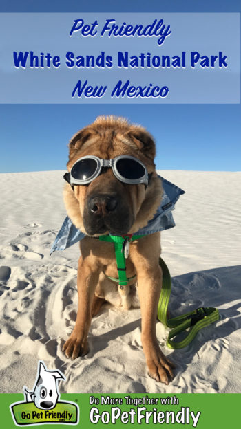 Shar-pei dog in googles at White Sands National park in NM