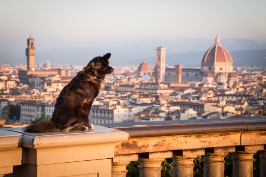 VanDoggo Italy Florence View