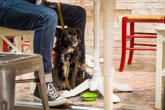 VanDoggo Italy Santo Mercato Centrale1