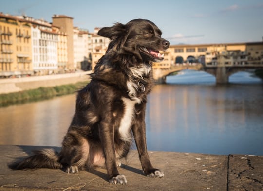 VanDoggo Italy Ponte Vecchio