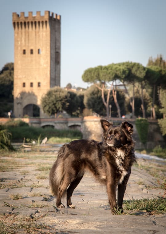 VanDoggo Italy