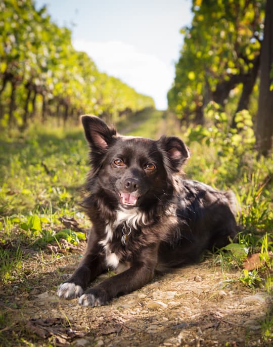 VanDoggo Italy Florence Vineyard