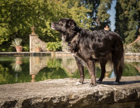 VanDoggo Italy Florence Vineyard1